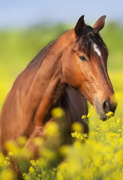 Brown horse standing amongst tall yellow flowers in a field.